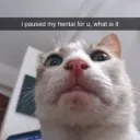 i paused my hentai for this...