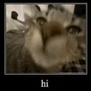 cat hi