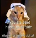 wise cat