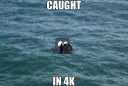 Caught in 4K