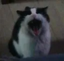 screamkitty