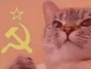 russia-cat