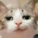 Cat Smirk