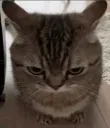 Angry Cat