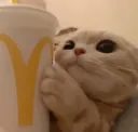 mcdonalds kitten (.gg/kitten)