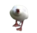 Duck's snapping