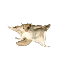 flying-squirrel2.png