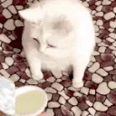 Cat puke