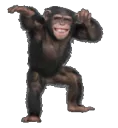 monkeydance