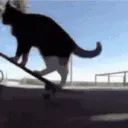 cat skate