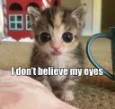 CatEyes
