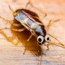 CockRoach