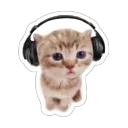 cat listen to music