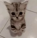 котик