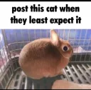 post this cat when they least 