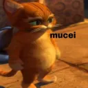 mucei