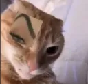 CatBrow