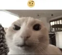 Sus