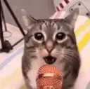 cat meow