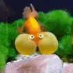I'm Fish