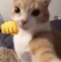 Cat Punch