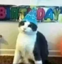 bday cat