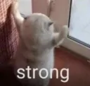 stronk