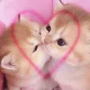 cat love