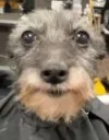 dog haircut