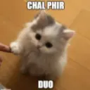 Duo chal