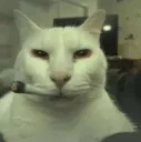 stonedcat