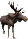 Moose