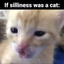 the silliness of cat