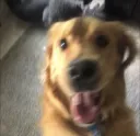 Excited Doggy