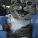 gachorro