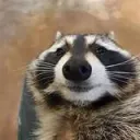 stupidassraccoon 