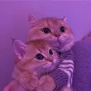 cats | .gg/kitkat