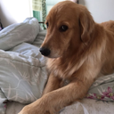 Dog Err