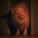 pig hide