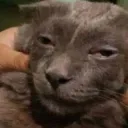 tired asf cat [.gg/crave]