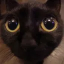 Cat Stare