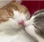 catto kiss