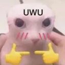 uwucat