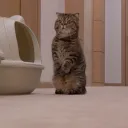 cat standing up