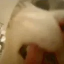 cat lick