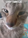 goofy ahh cat