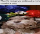 perc got you geekin