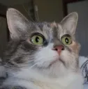 wut..