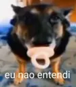 Eu não entendi