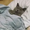 cat sleep